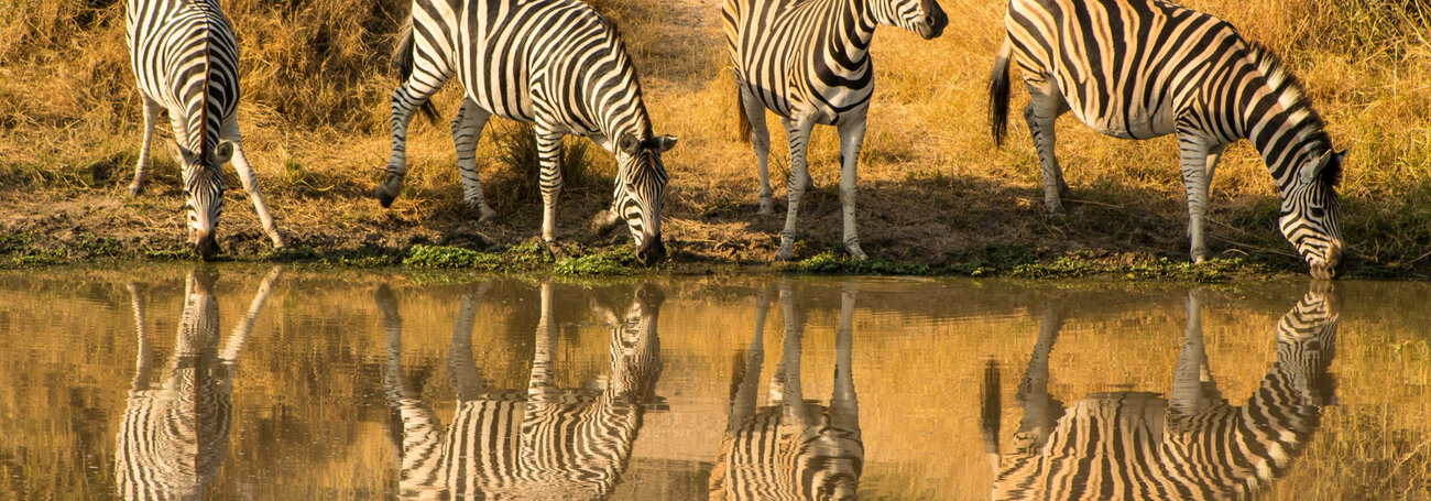 Zebra's drinken aan een waterplas