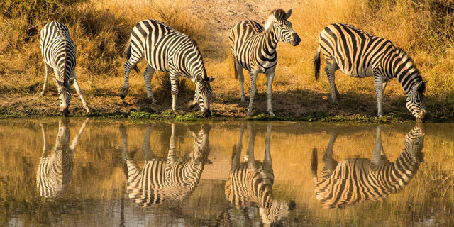 Zebra's drinken aan een waterplas
