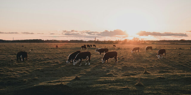 Koeien bij zonsondergang